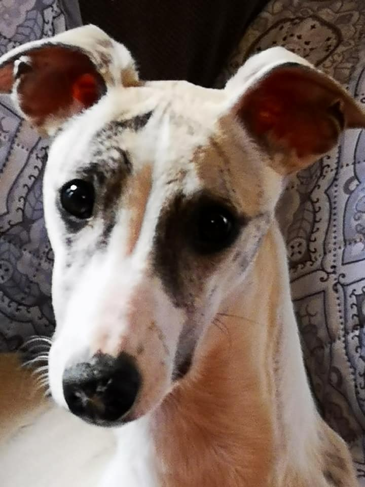 Freckashpeng Born To Be Bad